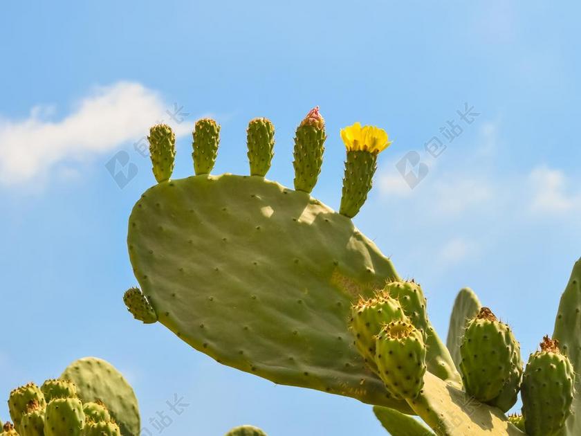 花椒梨 植物 仙人掌 自然 地中海 夏天 水果 花 荆棘