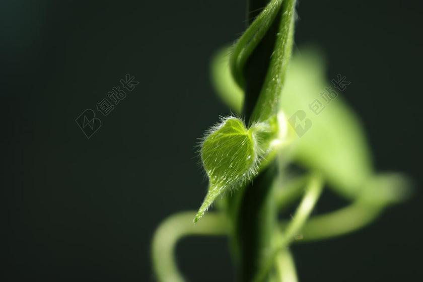 叶 植物 大自然 湿巾 抽象 新的艾萨克 绿色 蓝色 塔碧莎