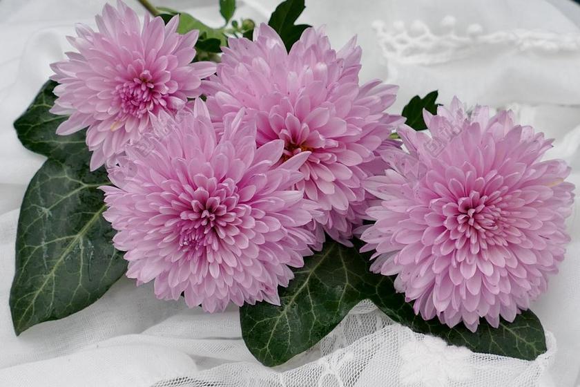 鲜花 夏季 常春藤 菊花 粉红色 浪漫 花卉装饰