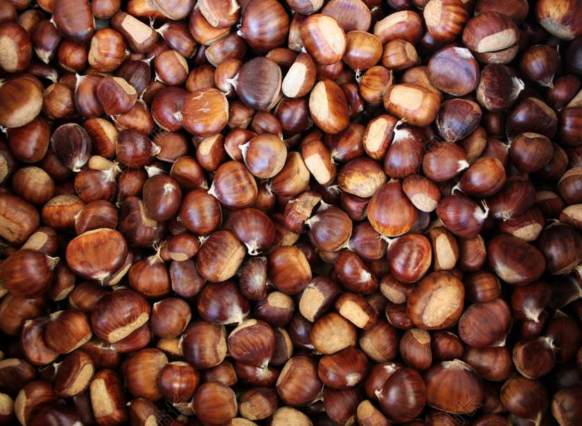 栗子 板栗 秋 赛季 性质 11 月 秋天的颜色 传统 树林