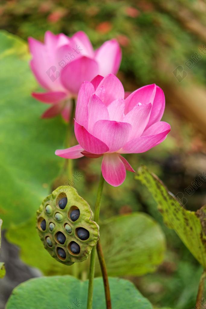 蓮花 蓮藕 荷花 WATER LILY NYMPHAEA