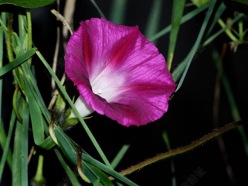 牵牛花 上午 荣耀 花 开花 红色