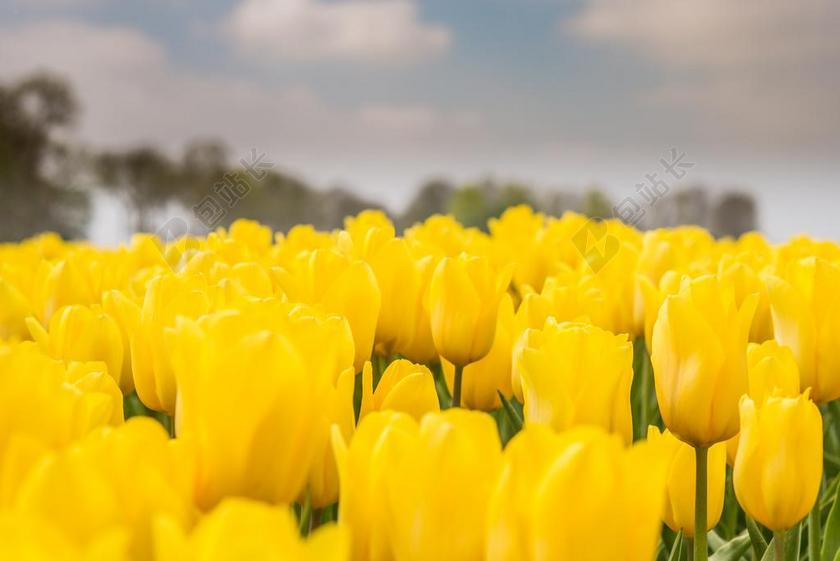 郁金香 荷兰 黄色 原野 春 自然 花 景观 季节 开花