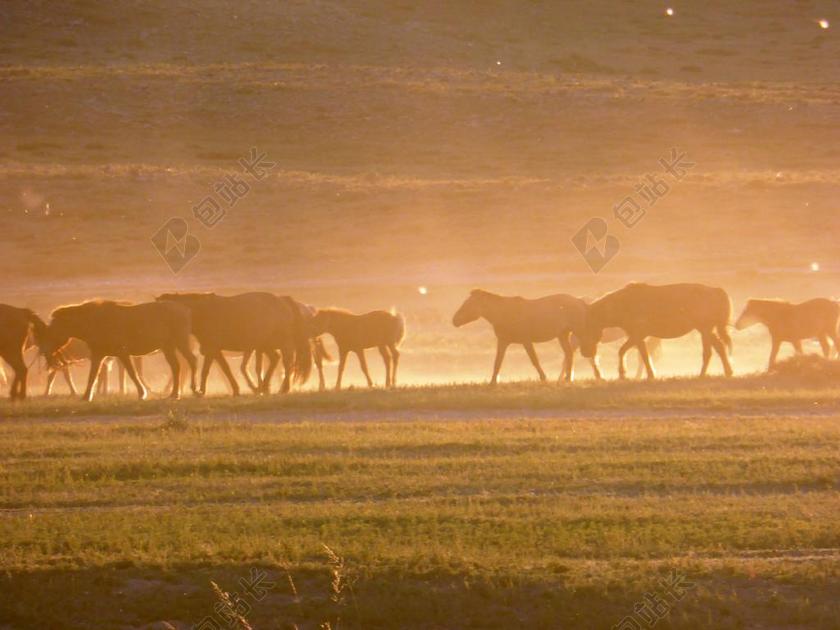 唯美日落动物迁徙背景图片