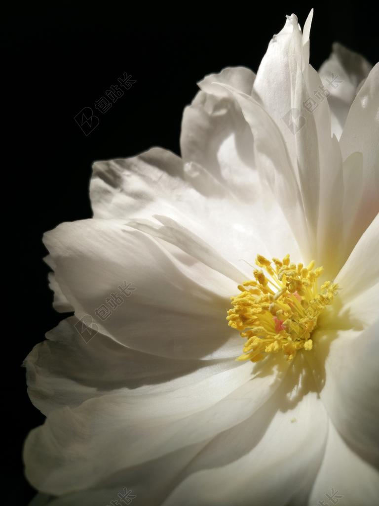 自然 植物 芍药