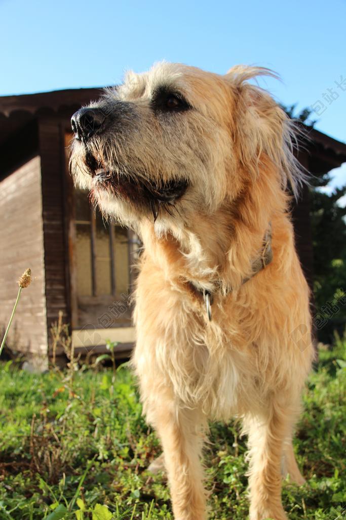 狗 宠物 混合动力 好奇 毛皮 国内的狗 矮小 流浪狗