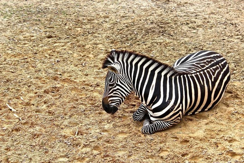斑马 动物 野生动物 自然 野生 动物园 野生动物园 动物群