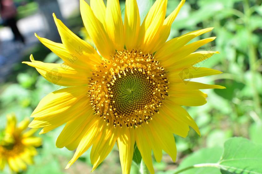 大自然 植物 夏季 花 叶子 场 葵花 向日葵 黄色
