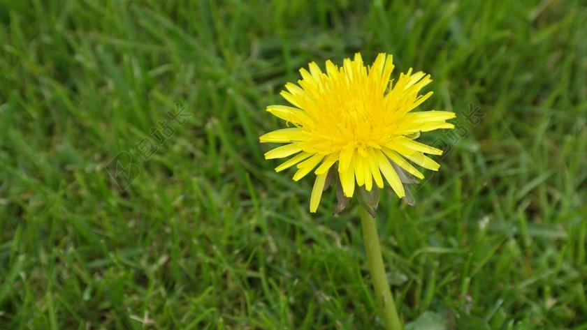 蒲公英 绿茵 植物
