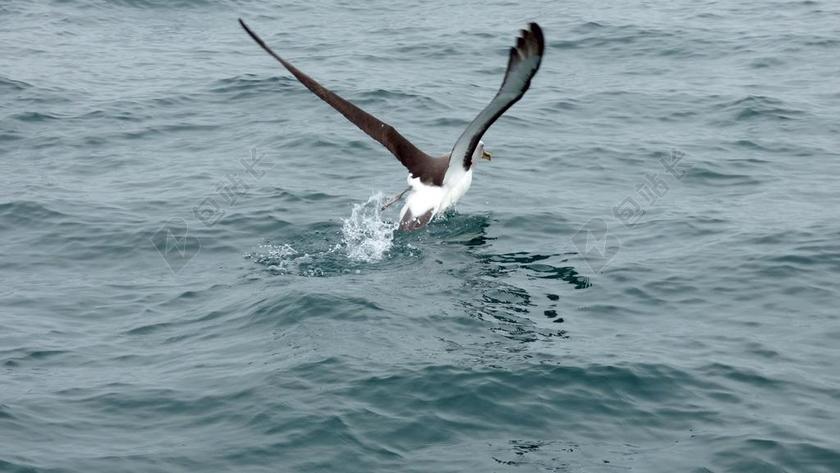 信天翁 运行 新西兰 鸟 海鸟