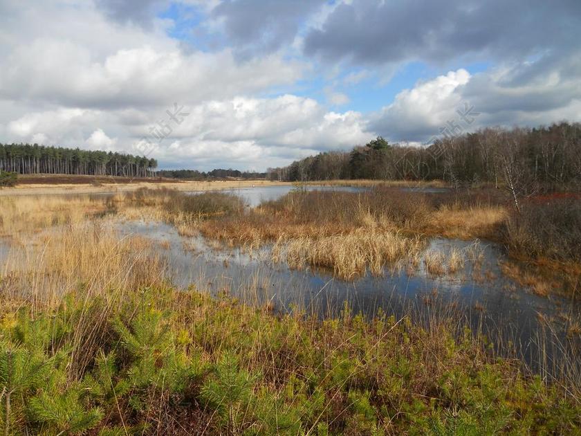 海德 VEN 沼泽地