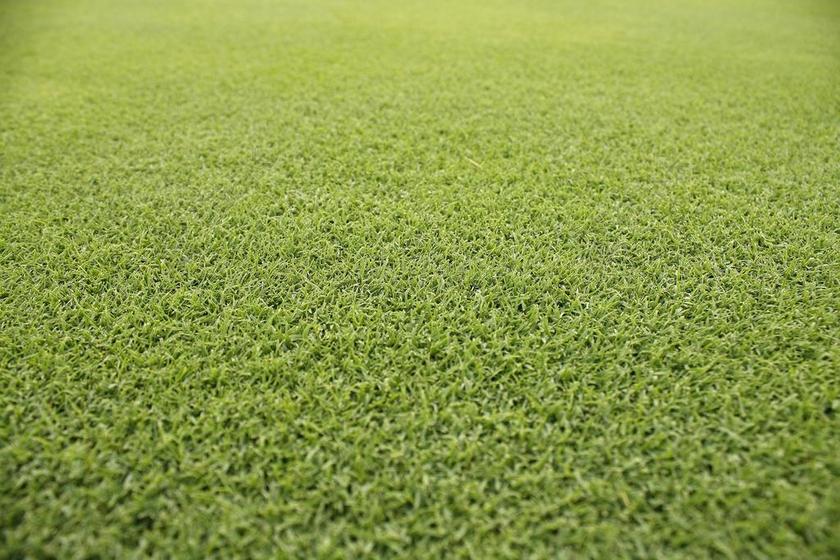 草 池 夏天 高尔夫球场草坪