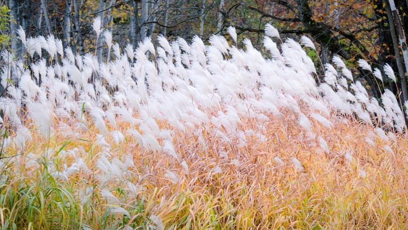 华而不实的草 自然 高草 落草 一丛丛 黄色 华而不实的花草