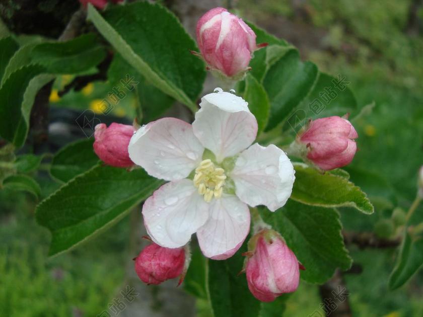开花 梨 性质 春天 梨花 果树开花 花序 开花的树枝