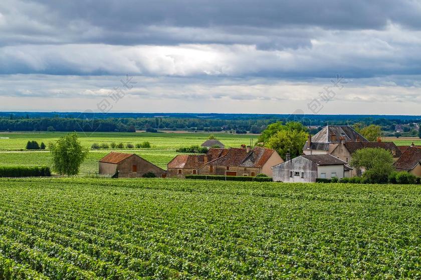 藤 葡萄酒 村 景观 阿洛克斯 登 阿洛克斯 科尔通 勃艮第