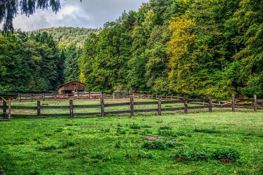 牧场 牛围栏 篱笆 木栅栏 草地 森林 绿色 性质 篱笆老