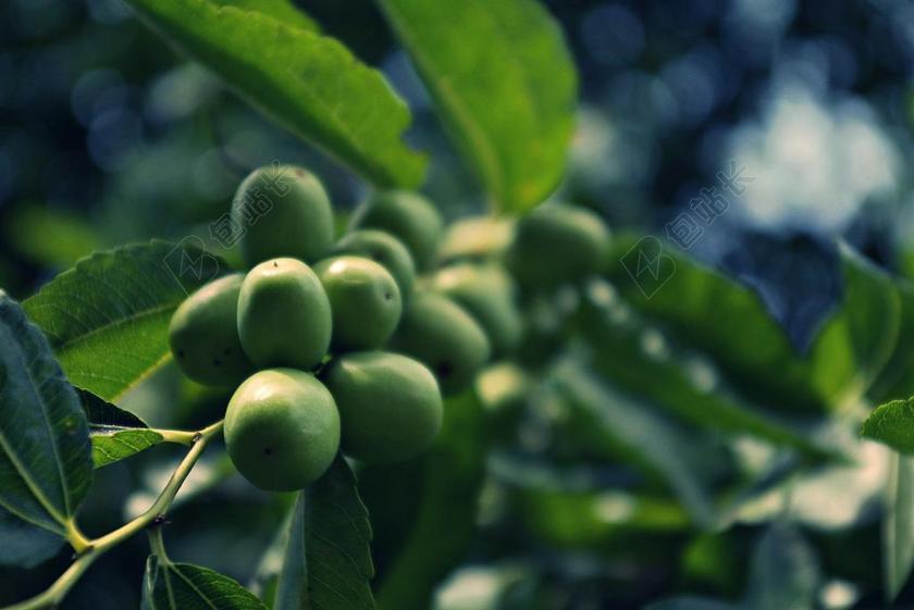 枣 水果 大自然 木材 抽象的水果 一周内 注意到梁司长梁爱诗