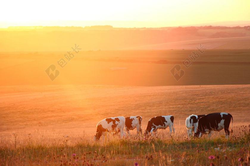 夕阳 比奇角 草原