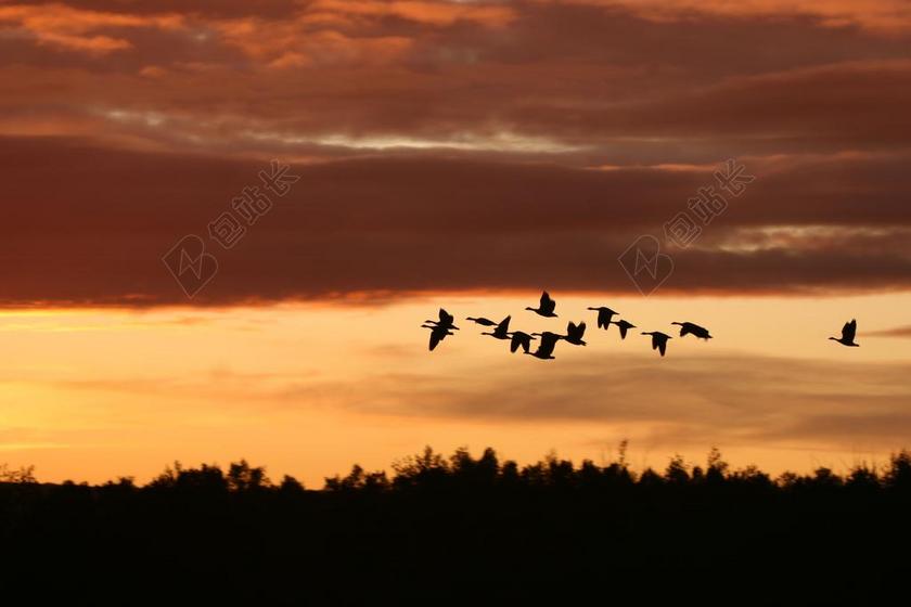 迁徙的鸟儿 日落 自然 鸟 天空 野生动物 景观 迁移 侧影