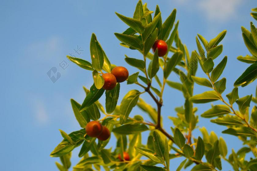 JíNJOLES 秋天的果实 果树 甜美的果实 水果 秋 绿叶