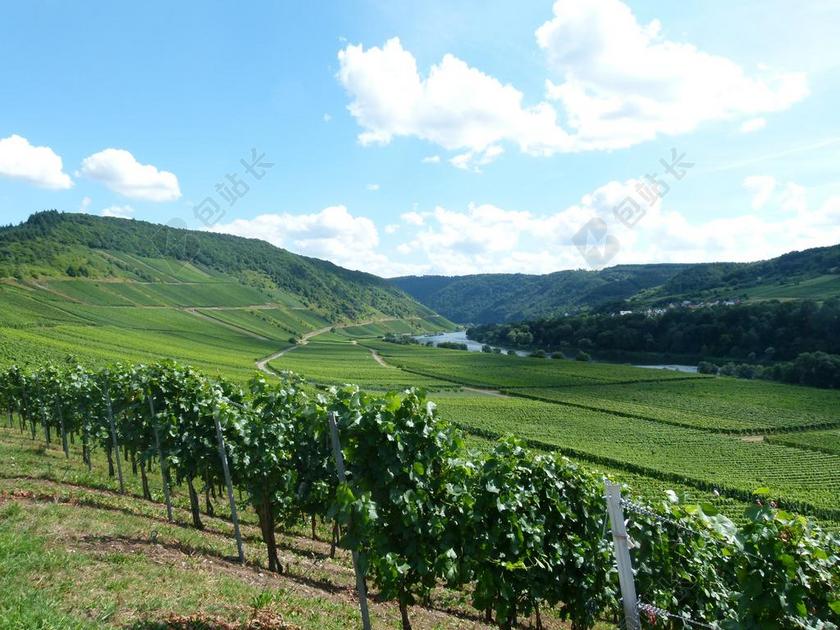 葡萄园 葡萄酒 酿酒师 单元格 BARL 景观 摩泽尔河谷的