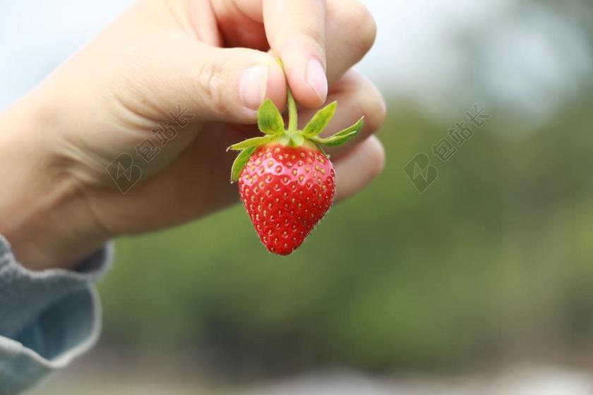 草莓 红色 美食