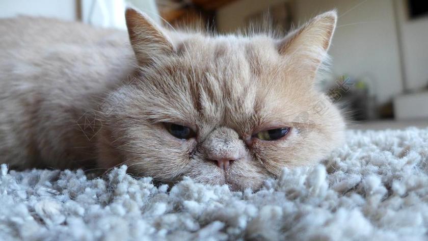 猫 动物 可爱的猫咪 宠物 甜 猫的眼睛 家猫 年轻的猫