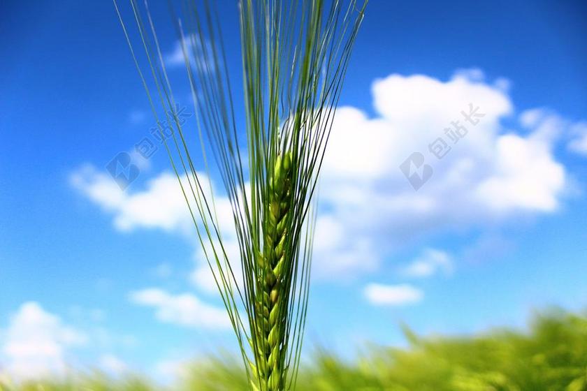 谷物 大麦 字段 大麦场 耳 性质 农业 粮食 麦田