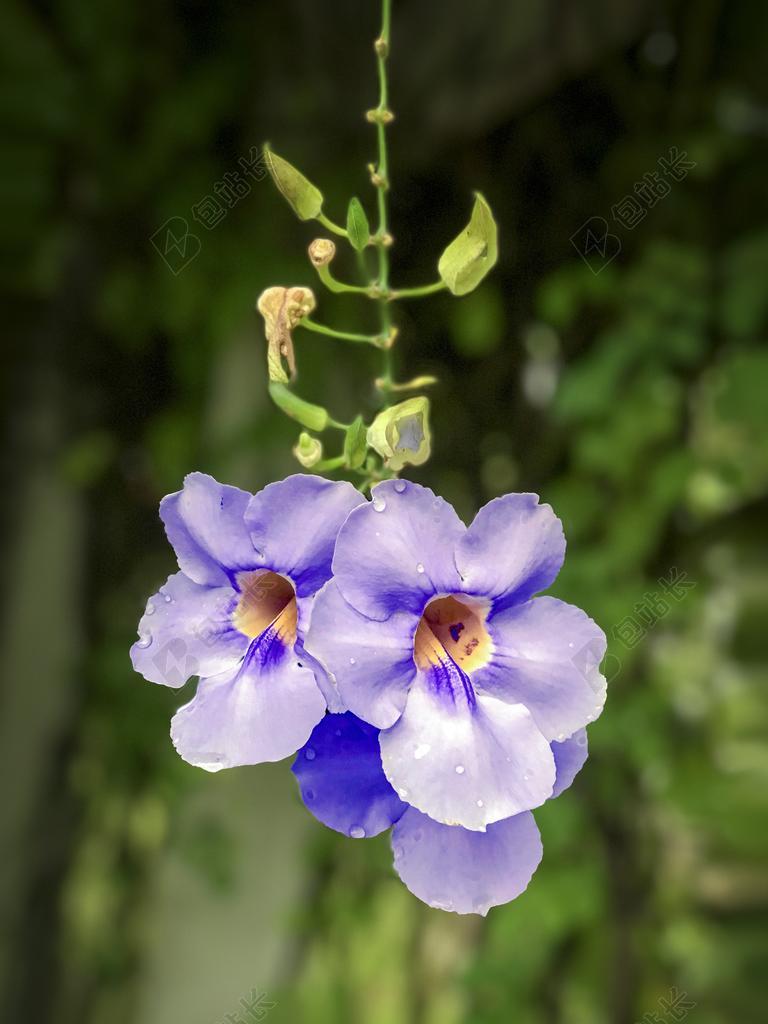 THUNBERGIA 荷花 蓝色THUNBERGIA 紫色花 蓝色