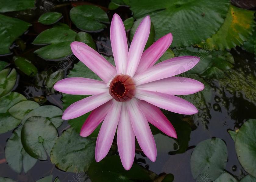 百合 花 红睡莲 LAL SHAPLA 拉尔卡迈勒