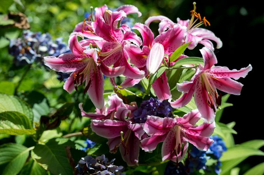 百合花 鲜花 花的 粉红色 百合 植物 开花 自然 花瓣