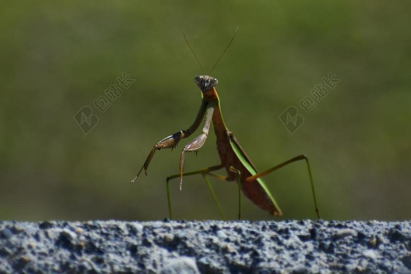 自然 景观 昆虫 螂 蟷螂 螳螂的斧头