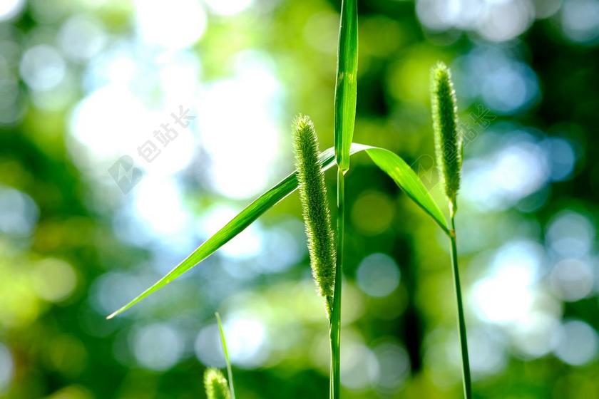 小米 野生草 森林 绿叶 绿色 叶子 性质 厂 关闭