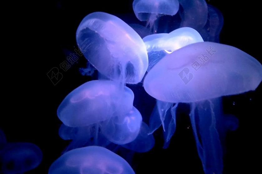 动物园 蒂尔加滕 美泉 水母 水 鱼 蒂尔加滕美泉 维也纳