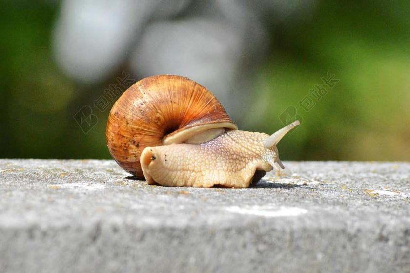 蜗牛 壳 软体动物 动物 慢慢地 爬行动物 爬网