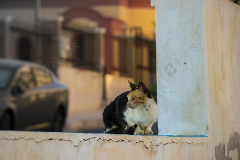 猫 动物 小猫 雄猫 宠物 家猫 流浪猫 毛皮 大衣