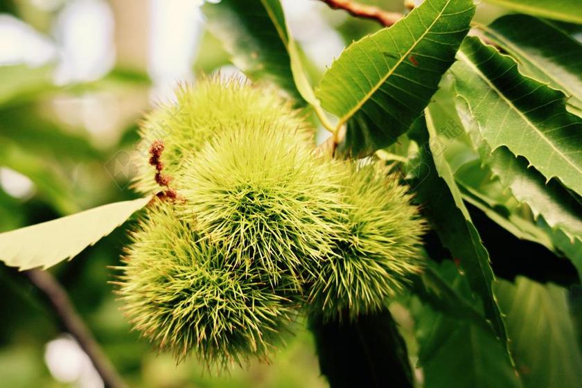 秋 板栗 栗子 卷曲 水果 林 性质 赛季 树 植物