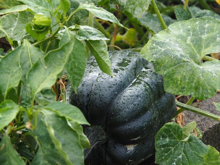 南瓜 生物 蔬菜 花园 性质 北海道 生态 水果 秋季