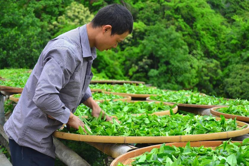 晒茶 茶叶 茶工