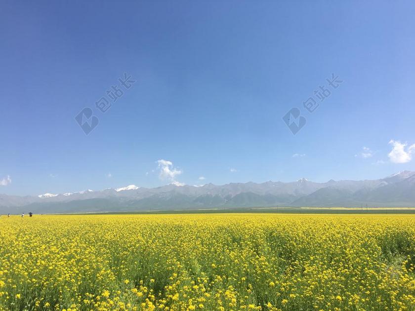 门源 油菜花 雪峰