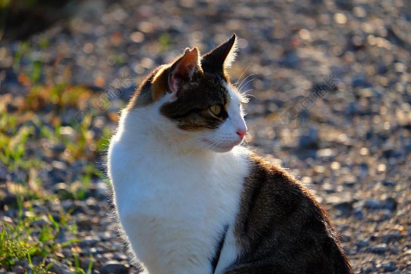 猫 宠物 动物 可爱 家养 小猫 白 哺乳动物 肖像 猫的