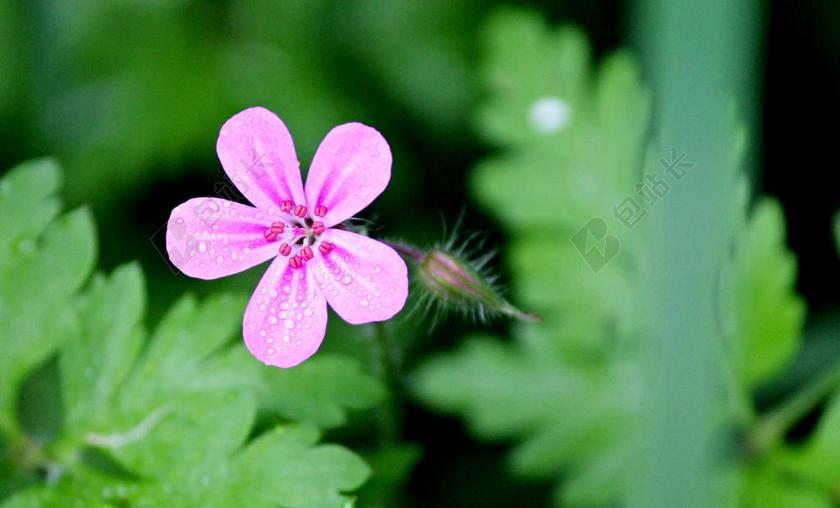 臭 CRANESBILL RUPRECHT 草本 紫 指出花