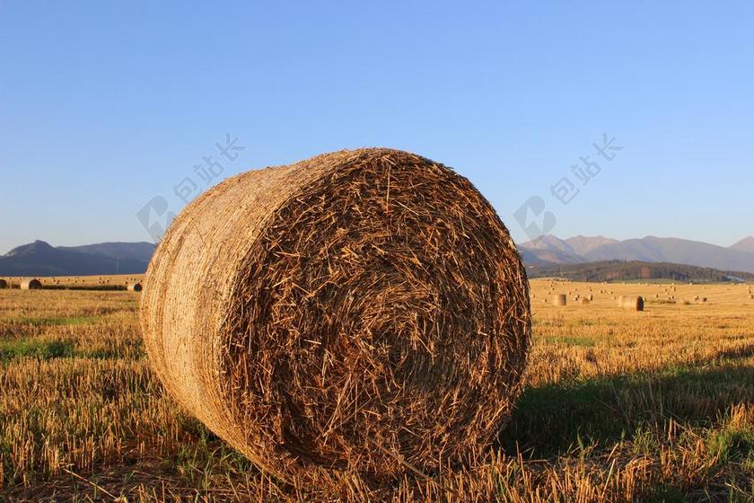 稻草 SSA稻草 场 农业 斯洛伐克 干草