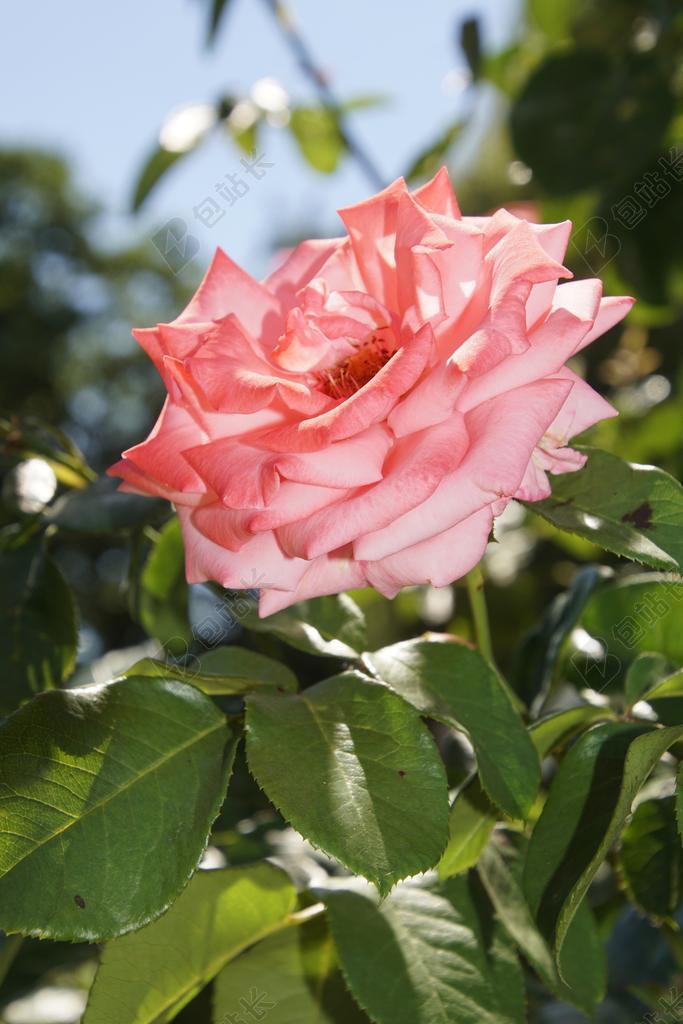 玫瑰 开花 关闭 罗密拉 藤本月季 蔷薇科 红色 紫 天鹅绒