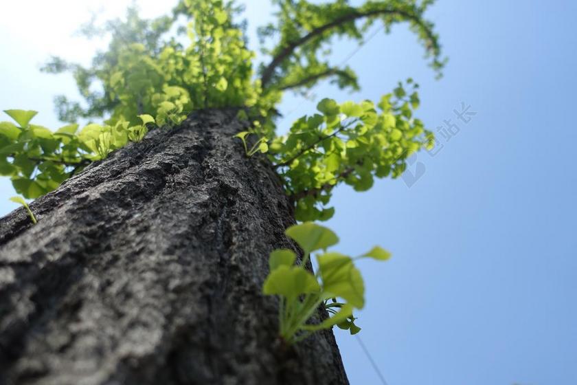 晴天 银杏 树叶