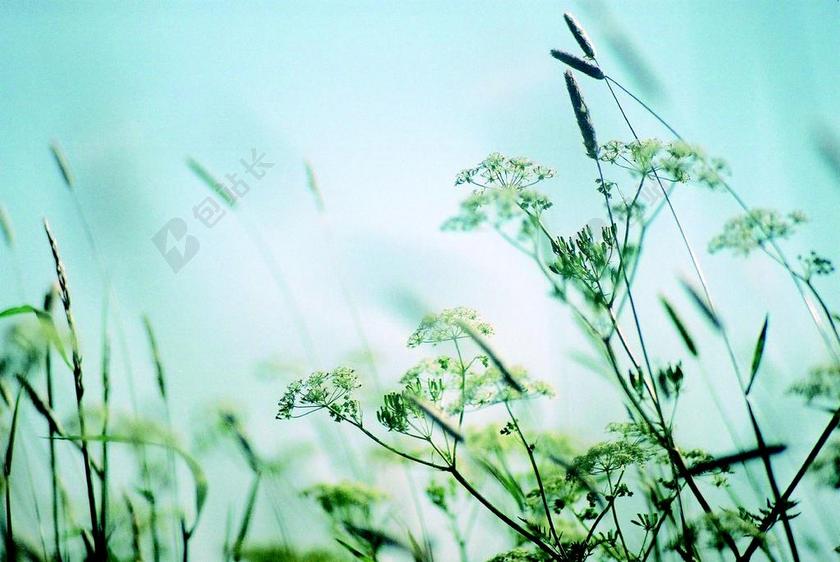 静物 花草地上 植物