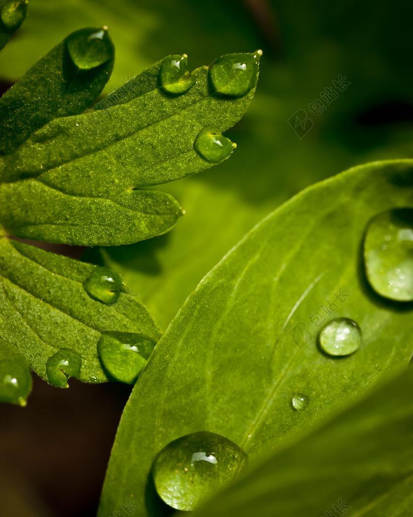 微距 摄影 绿色 树叶