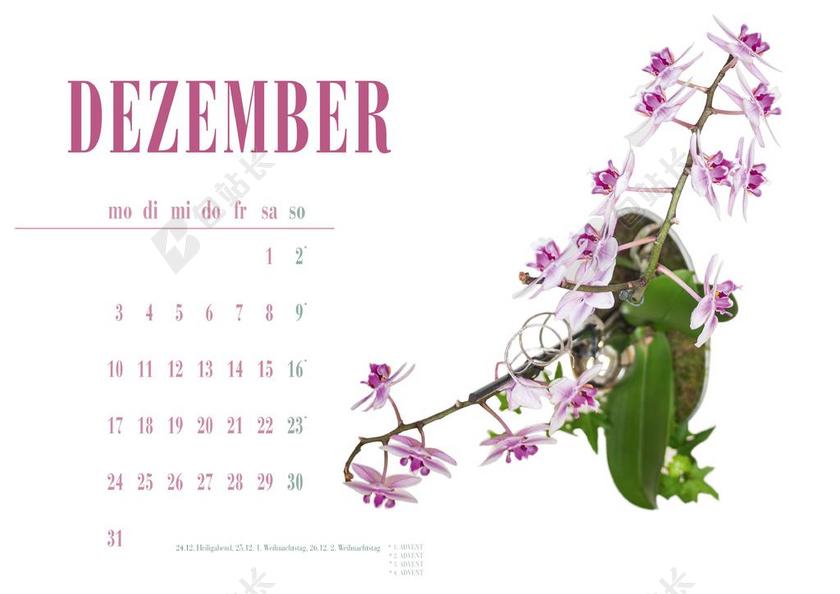 花 开花 紫 性质 厂 紫色的小花 关闭 日历片 12 月