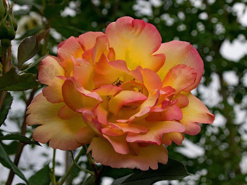 玫瑰 配套饰物D OR 藤本月季 鲜花 黄色 橙 红色 开花