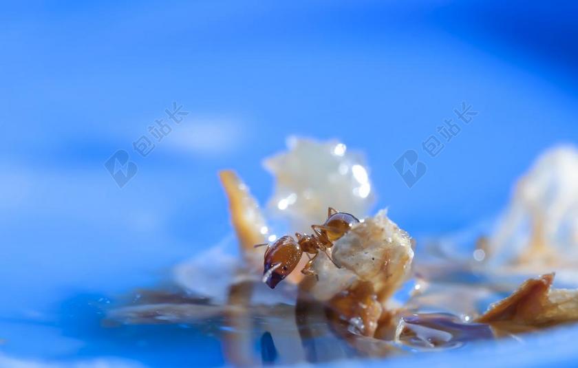 特写 蓝色 蚂蚁 颜色 水 液体 动物 昆虫